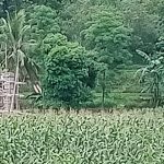 8a8dbd37-6a29-4208-9dee-7c90775741da