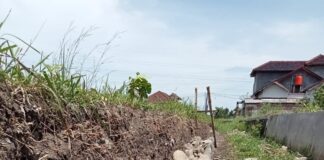 Diambil Alih Kepala Desa, Program P3-TGAI di Desa Kedung Bungkus Amburadul