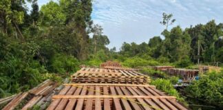 Polisi Sita 300 Kubik Kayu Hasil Pembalakan Liar di Inhu Riau