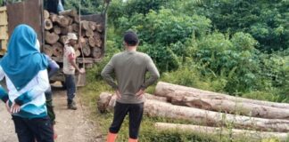 KPH Tanah Laut Amankan Puluhan Batang Kayu Hasil Penebangan Ilegal